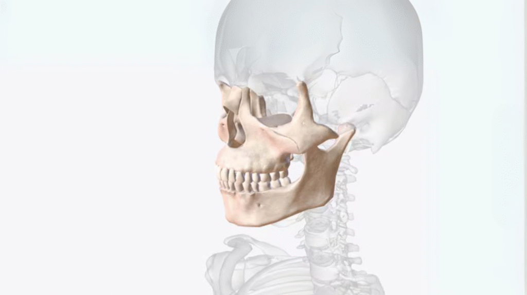 3D анатомична визуализация на череп с акцент върху алвеоларния гребен и горната челюст – показва контекста на приложение на сплит остеотомия при тясна костна структура.